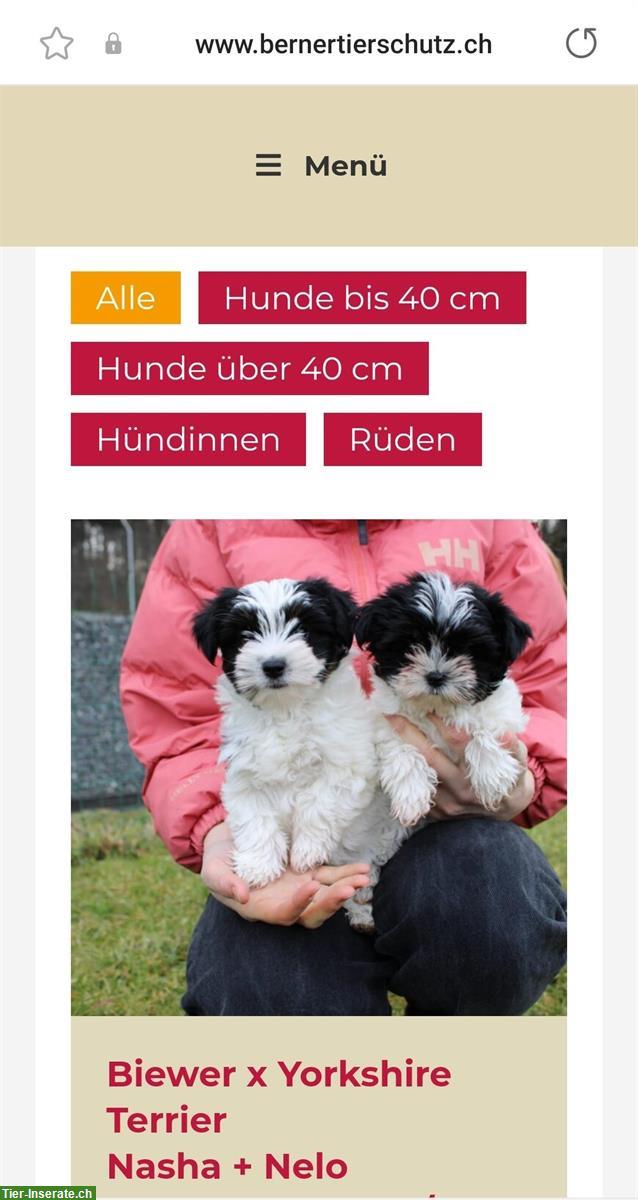 Bild 6: Kleine Hunde suchen ein schönes Zuhause!