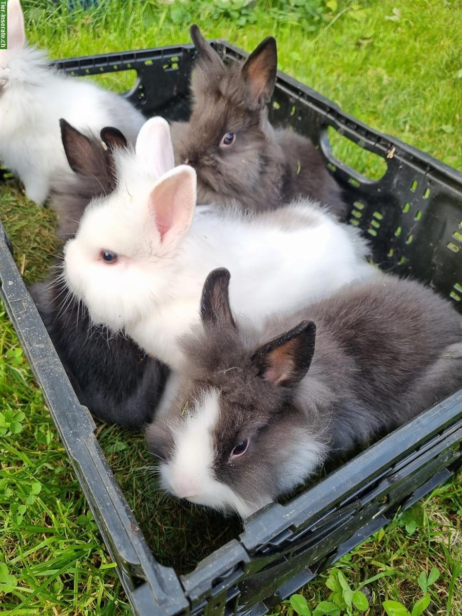 Löwenkopf Zwergkaninchen zu verkaufen