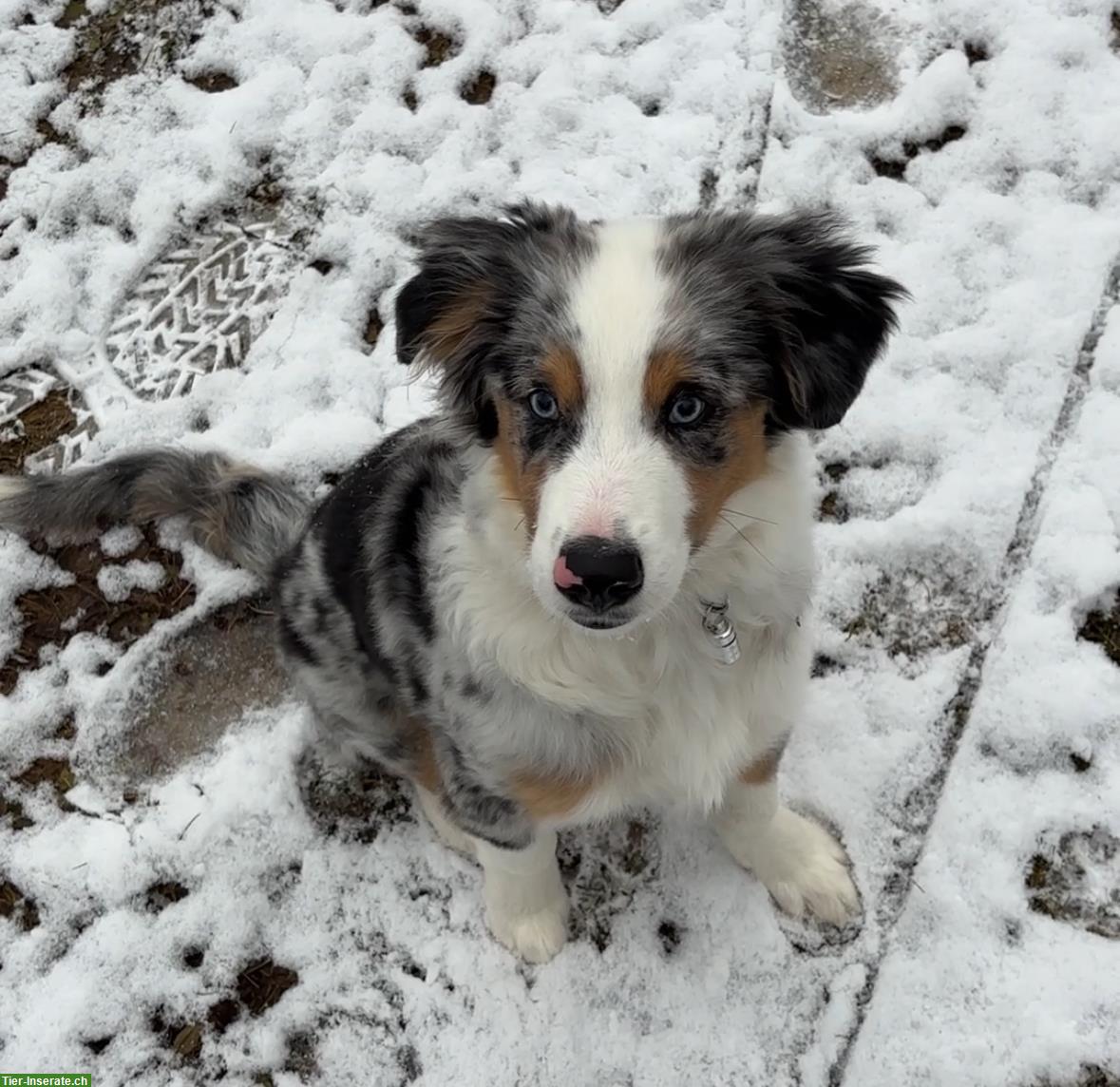 Bild 2: Mini Australian Shepherd, männlich, 4.5 Monate