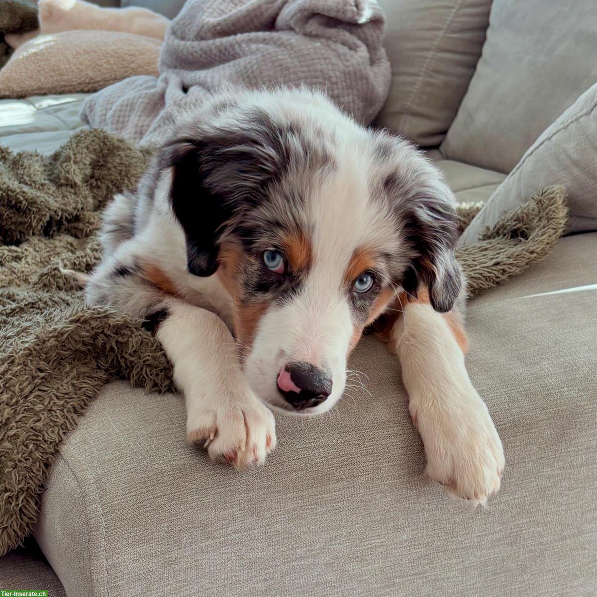 Bild 3: Mini Australian Shepherd, männlich, 4.5 Monate