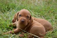 Schöne Magyar Vizsla Welpen, reinrassig