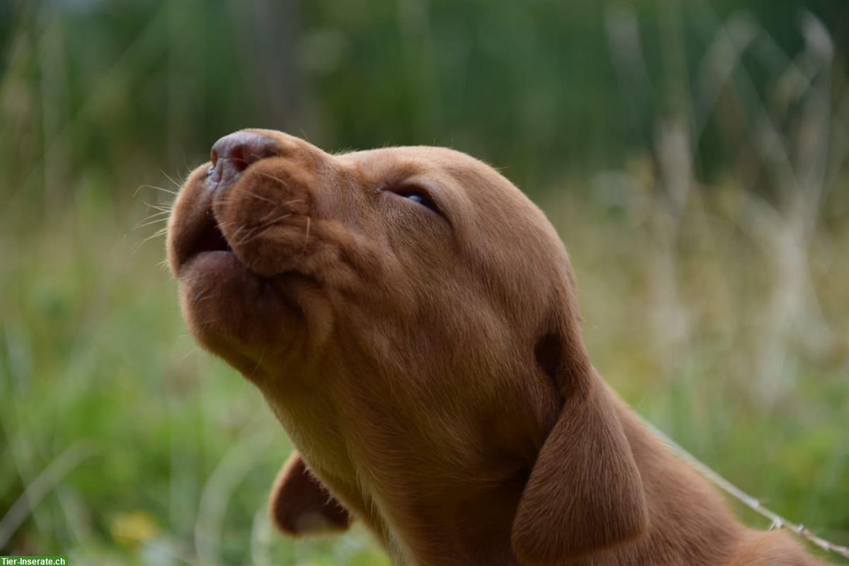 Bild 2: Schöne Magyar Vizsla Welpen, reinrassig