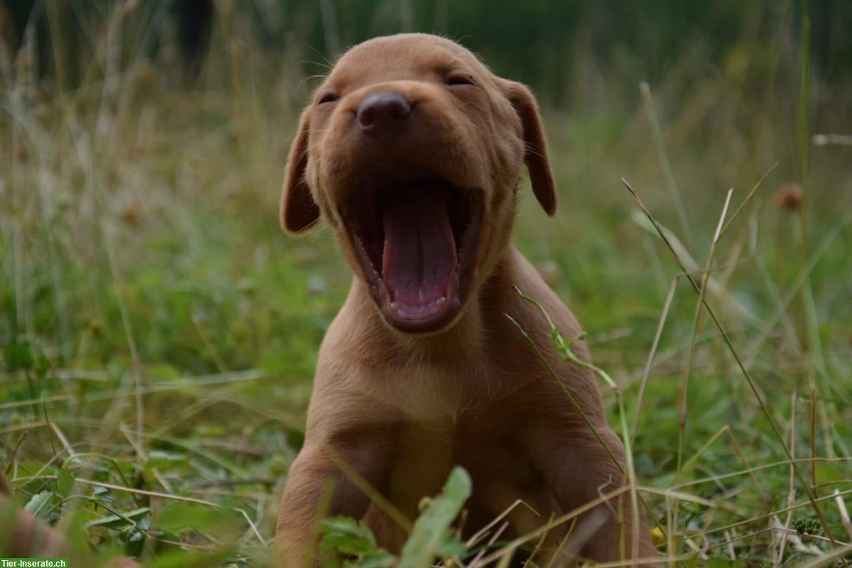 Bild 3: Schöne Magyar Vizsla Welpen, reinrassig