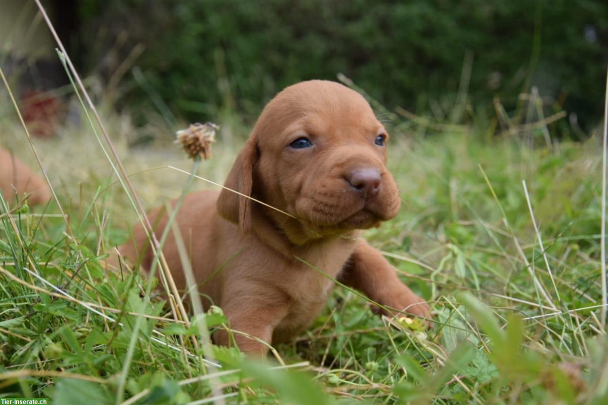 Bild 4: Schöne Magyar Vizsla Welpen, reinrassig