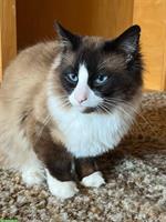 Ragdoll Deckkater mit Blutgruppe A