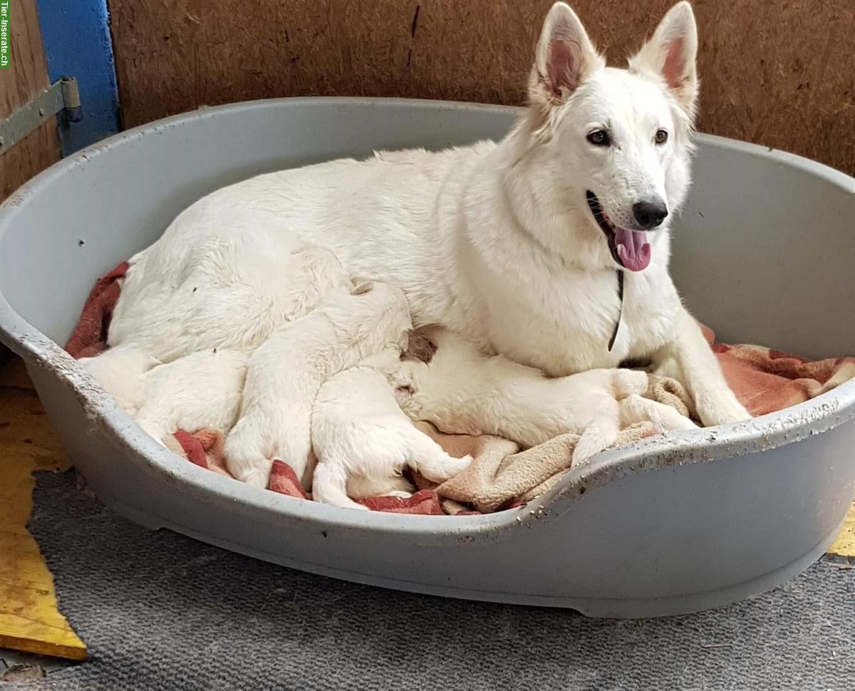 AC weisse Schäferhund Welpen