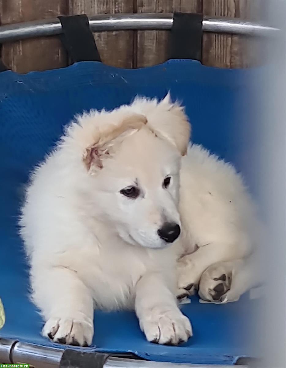 Bild 3: AC weisse Schäferhund Welpen