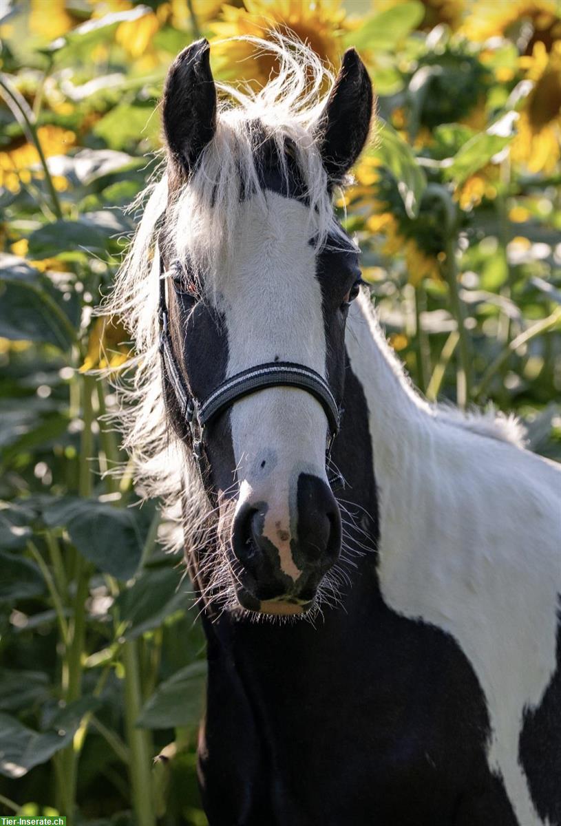 Spezielle Gelegenheit: Irish Cob Junghengst