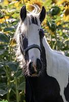 Spezielle Gelegenheit: Irish Cob Junghengst