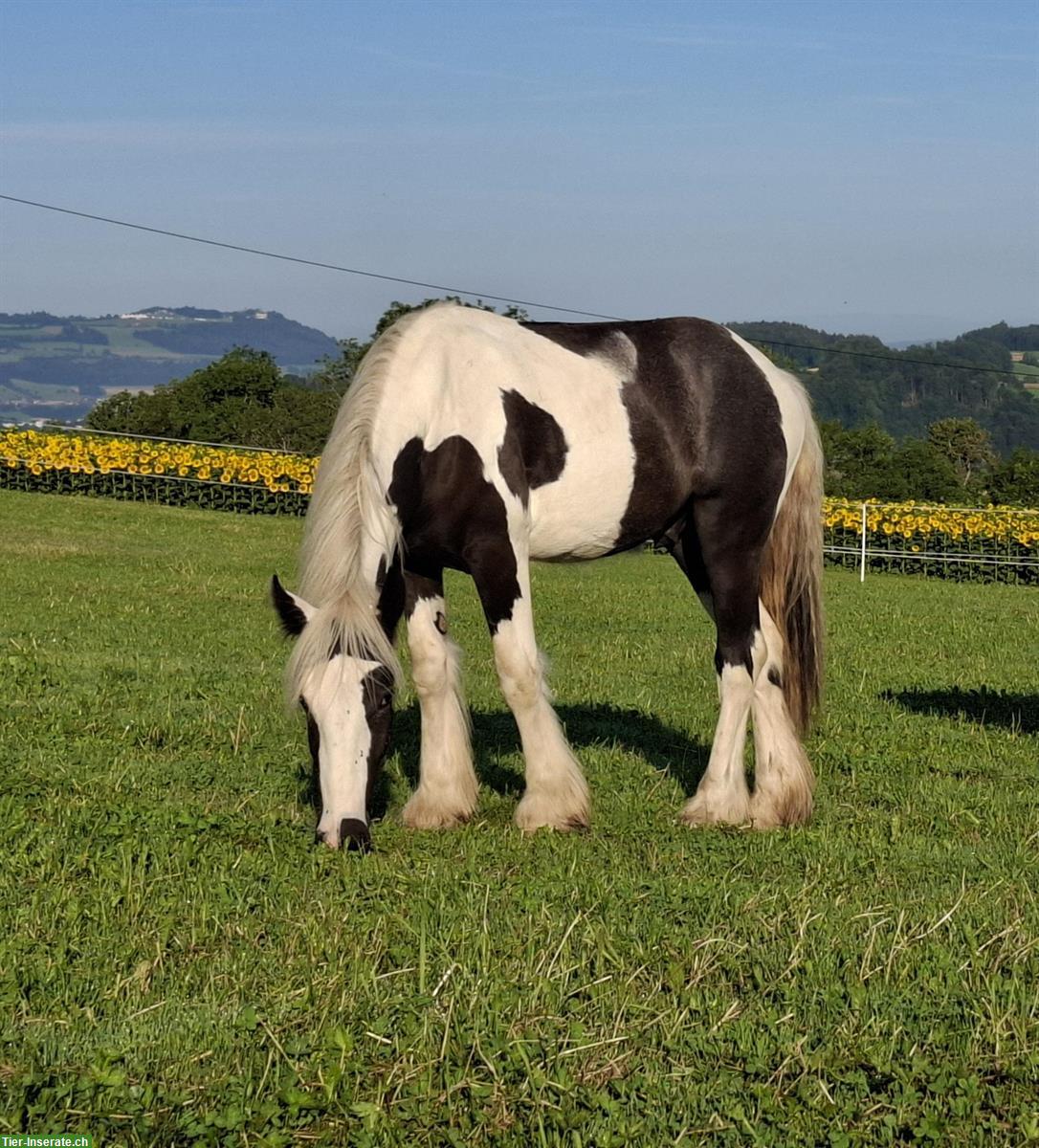 Bild 2: Spezielle Gelegenheit: Irish Cob Junghengst