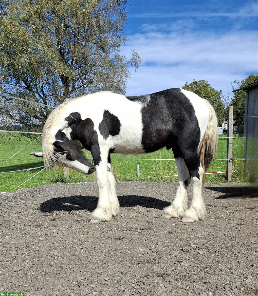 Bild 3: Spezielle Gelegenheit: Irish Cob Junghengst