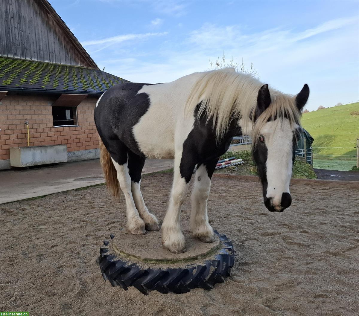 Bild 4: Spezielle Gelegenheit: Irish Cob Junghengst