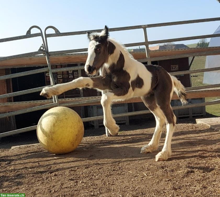 Bild 5: Spezielle Gelegenheit: Irish Cob Junghengst