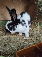 Schweizer Scheck Kaninchen Bock zu verkaufen