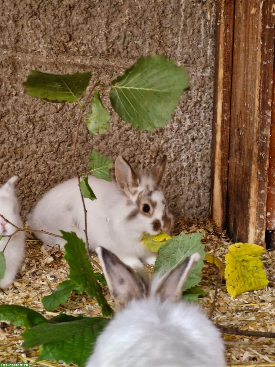 Bild 2: Löwenköpfli mix Zwergkaninchen