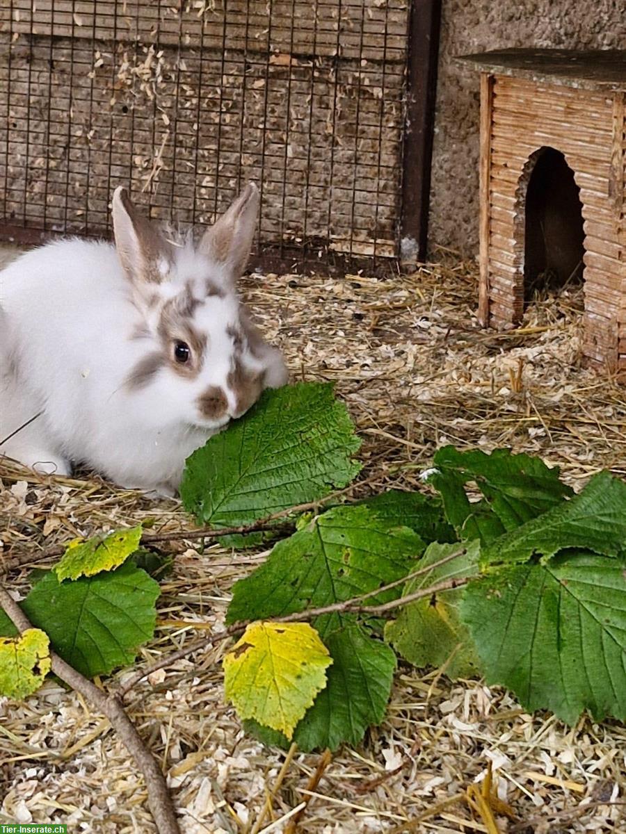 Bild 3: Löwenköpfli mix Zwergkaninchen