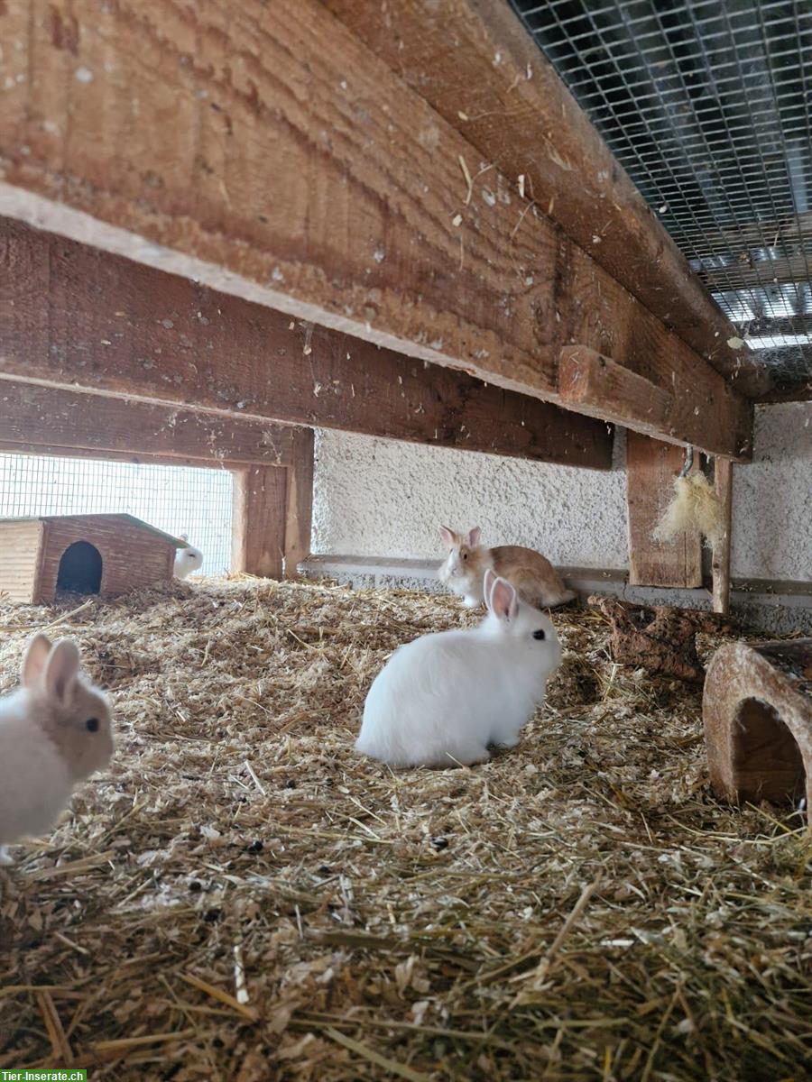 Bild 4: Löwenköpfli mix Zwergkaninchen