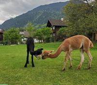 Spezialist empfiehlt sich für die Schur ihrer Alpakas und Lamas