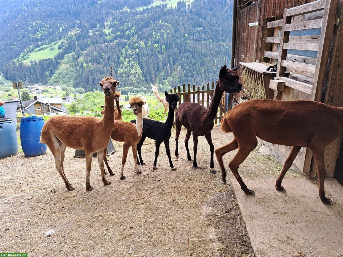 Bild 2: Spezialist empfiehlt sich für die Schur ihrer Alpakas und Lamas