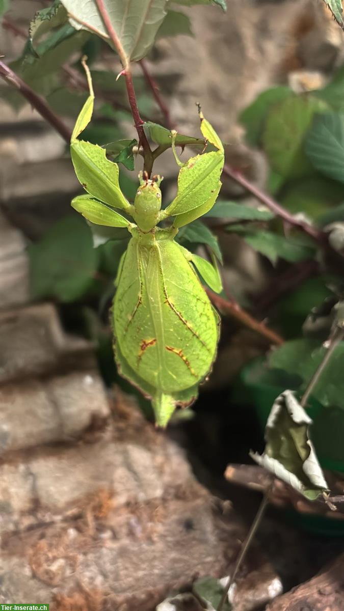 Wandelndes Blatt, Phyllium philipinicum :)