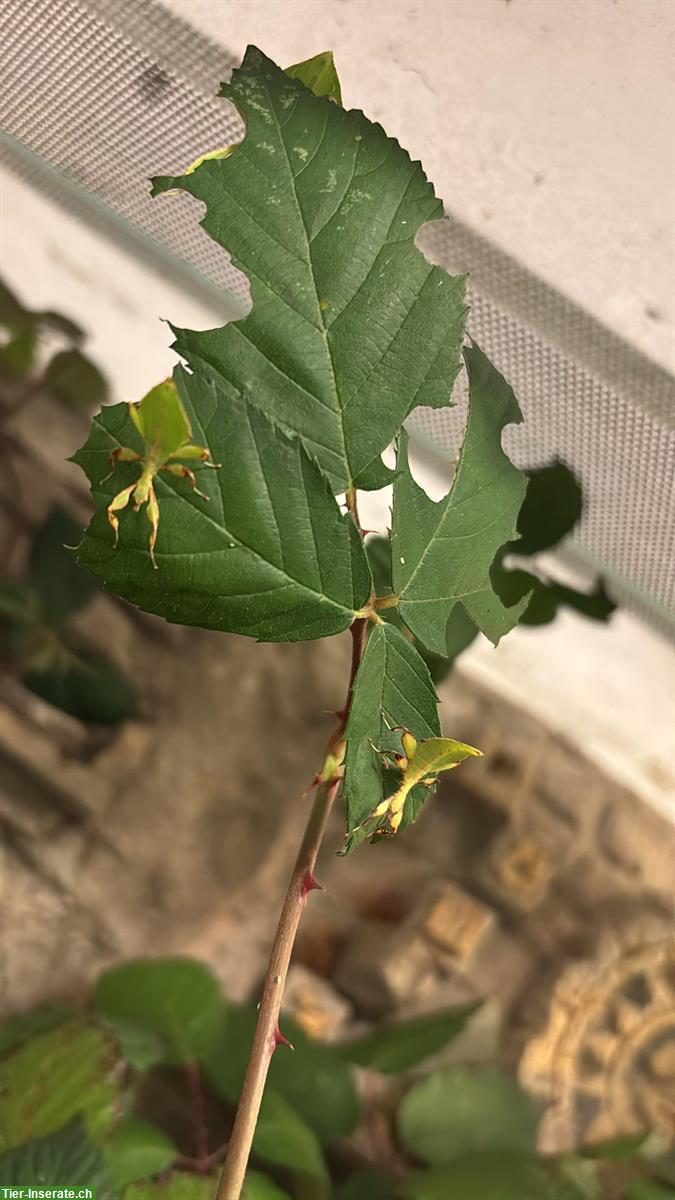 Bild 2: Wandelndes Blatt, Phyllium philipinicum :)