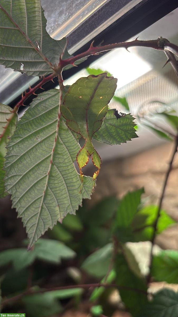 Bild 4: Wandelndes Blatt, Phyllium philipinicum :)