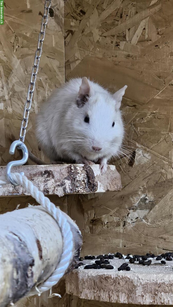 3er Degus Gruppe männlich, auch mit Terrarium