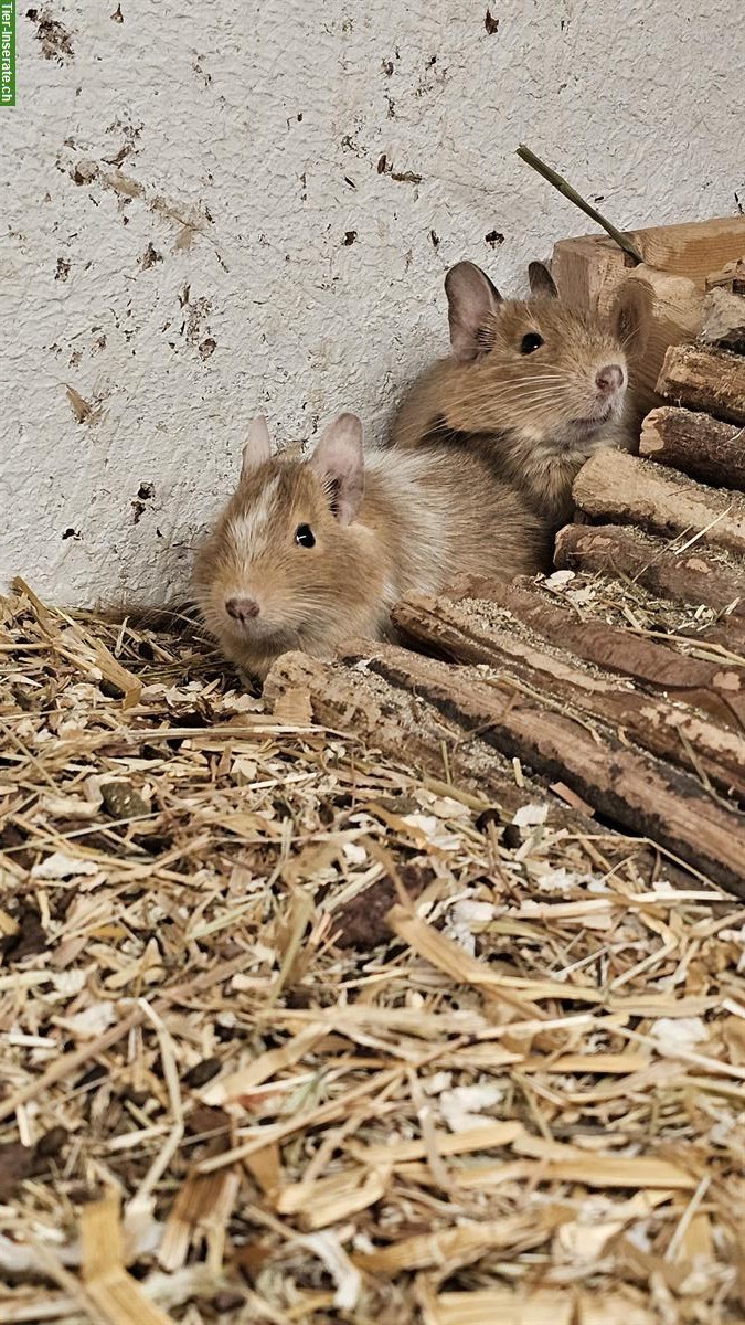 Bild 2: 3er Degus Gruppe männlich, auch mit Terrarium