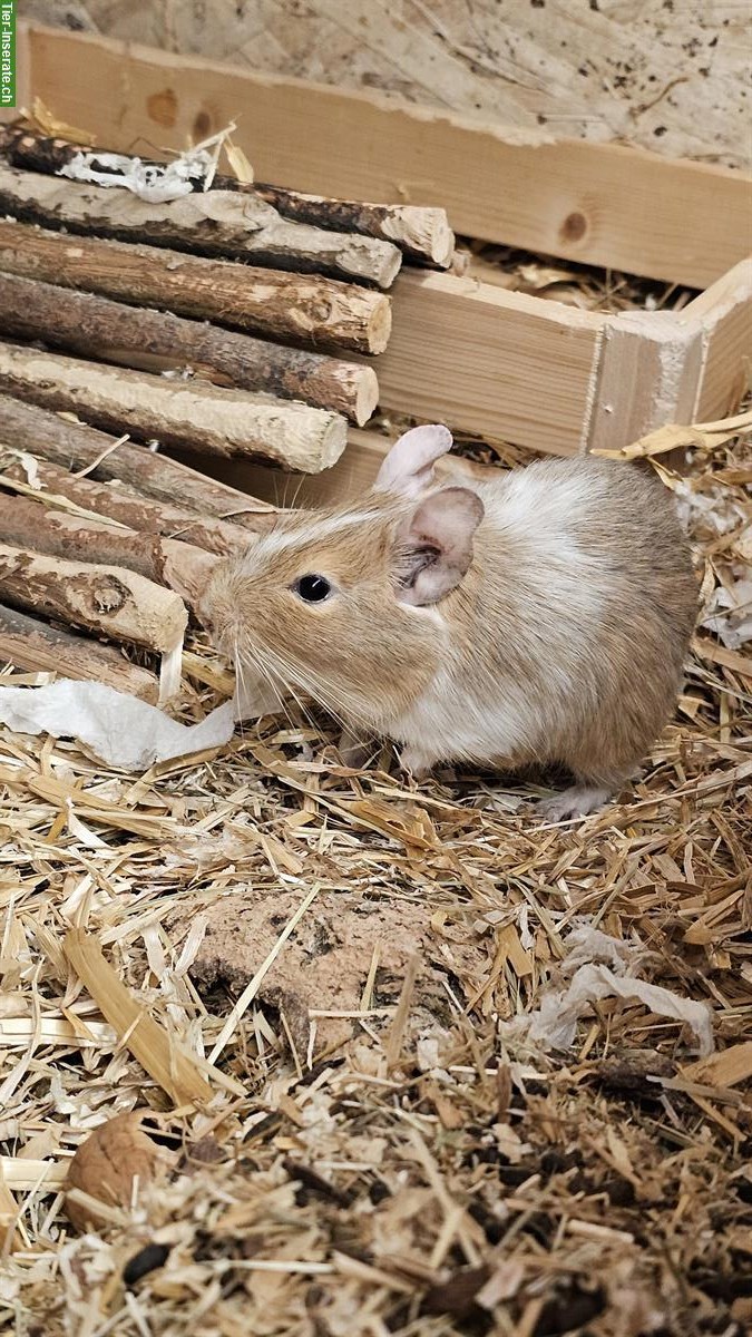 Bild 3: 3er Degus Gruppe männlich, auch mit Terrarium