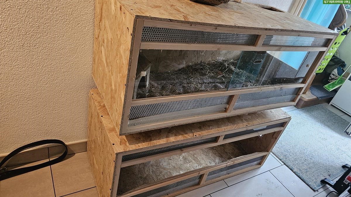 Bild 4: 3er Degus Gruppe männlich, auch mit Terrarium