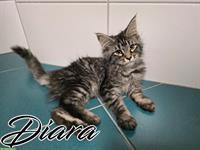 Maine Coon Kitten mit Stammbaum suchen liebes Zuhause