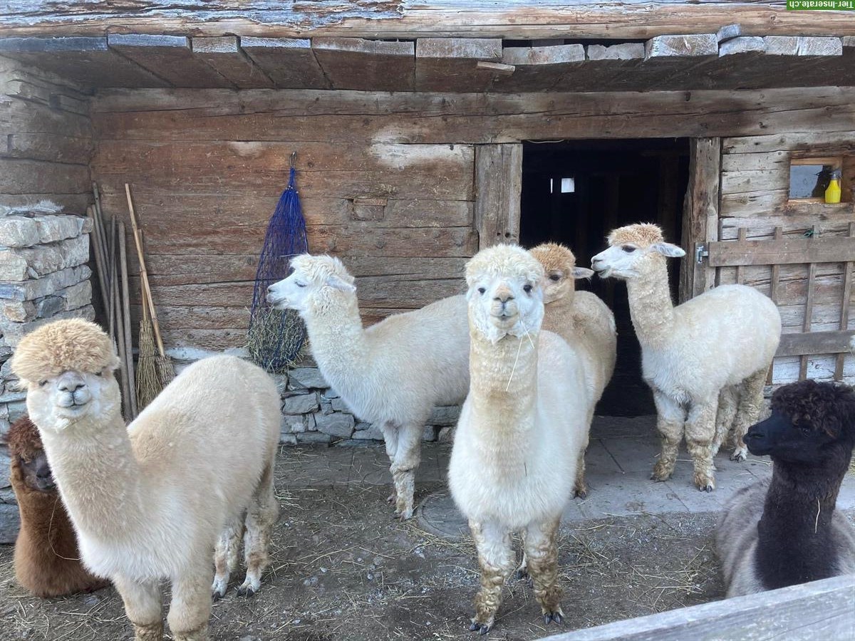 Alpaka Hengste suchen ein Zuhause