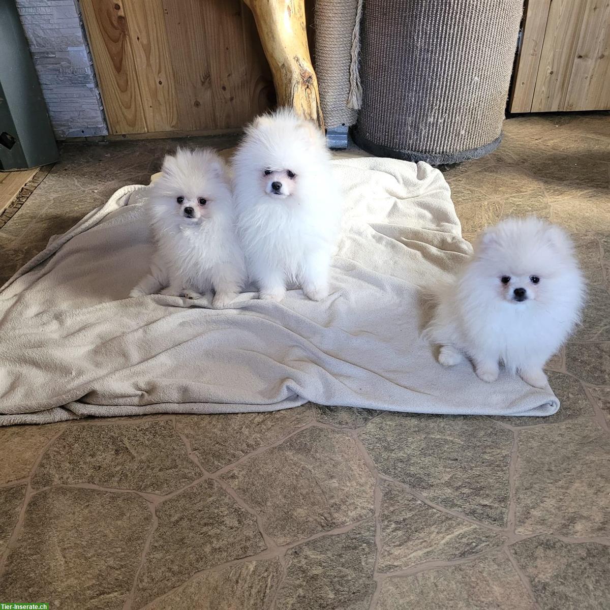 Bild 5: Pomeranian Zwergspitz Welpen suchen ein Zuhause