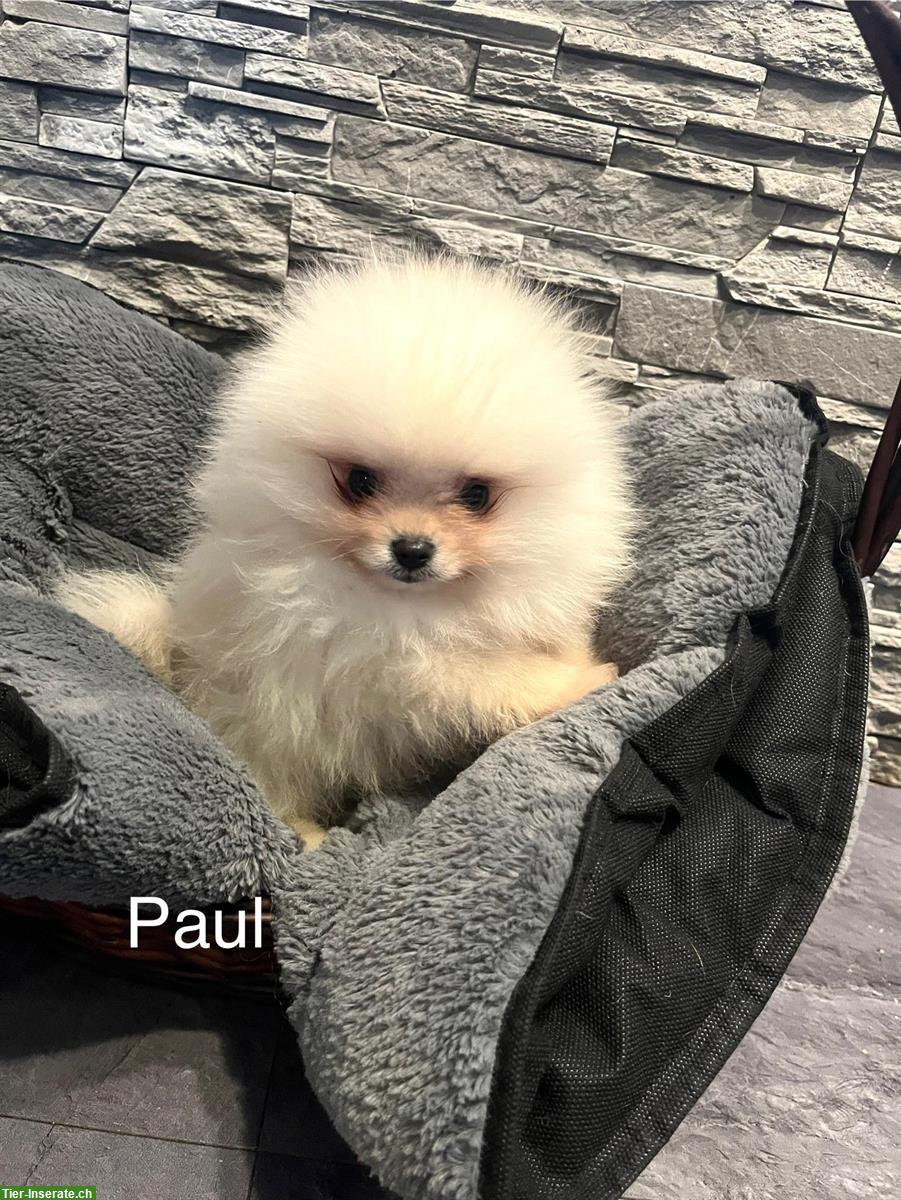 Bild 6: Pomeranian Zwergspitz Welpen suchen ein Zuhause