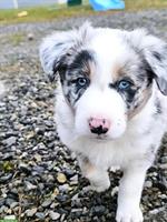 Schöner Australian Shepherd Welpen, Rüde