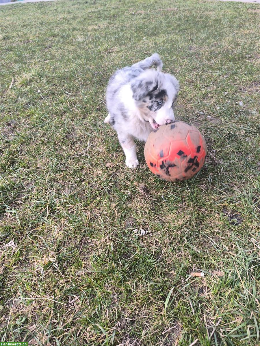 Bild 2: Schöner Australian Shepherd Welpen, Rüde