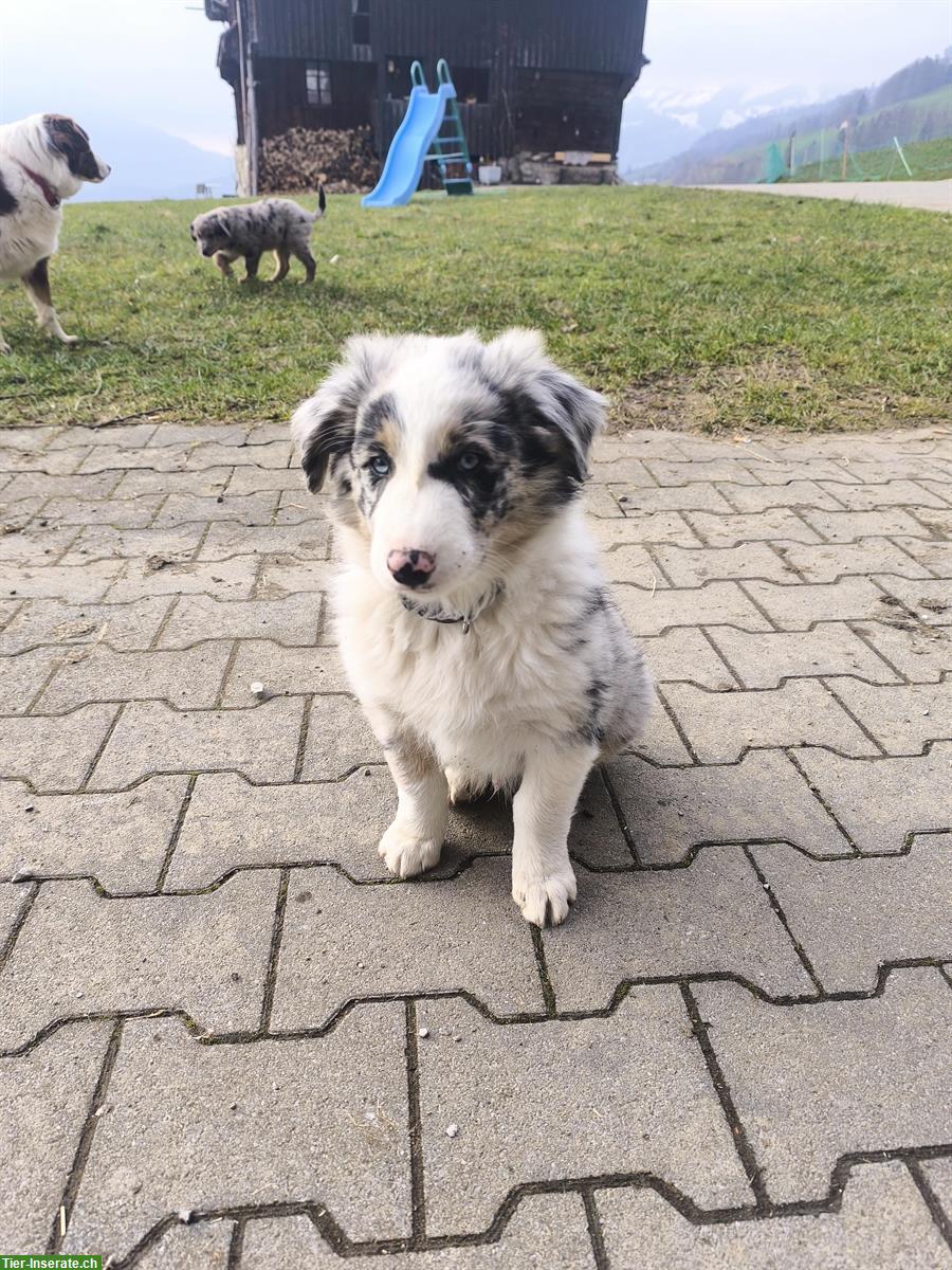 Bild 3: Schöner Australian Shepherd Welpen, Rüde