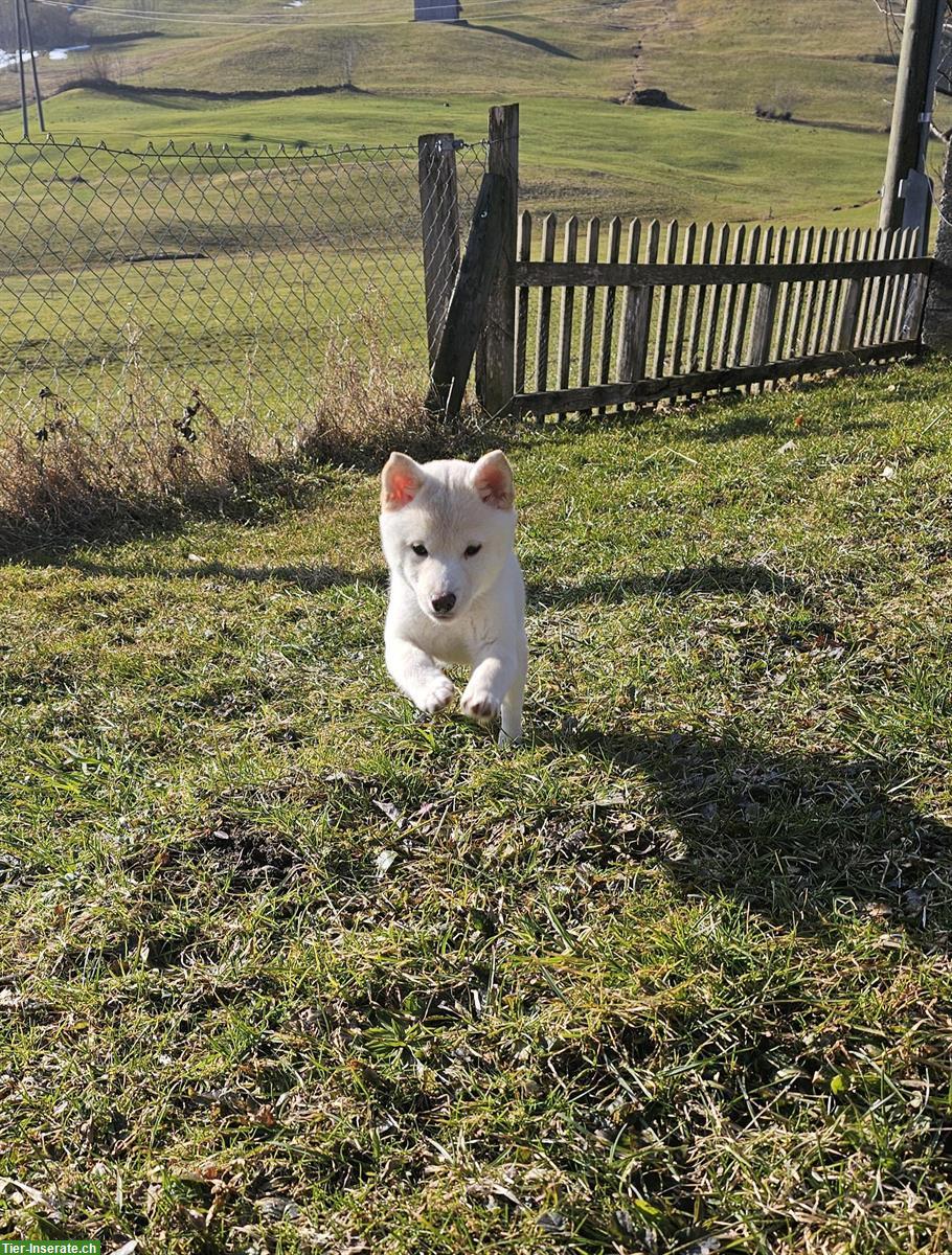 Bild 3: Junge Shiba Inu Hündin sucht schönes Zuhause!