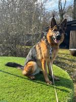 Deutscher Schäferhund, +1,5 Jahr, Hündin mit SKG/SC Ahnentafel