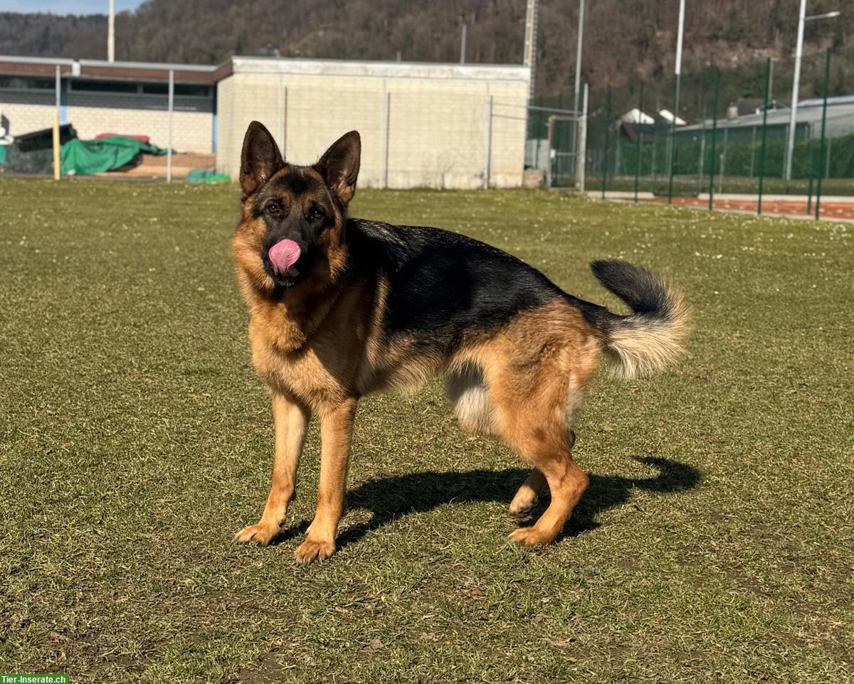 Bild 3: Deutscher Schäferhund, +1,5 Jahr, Hündin mit SKG/SC Ahnentafel