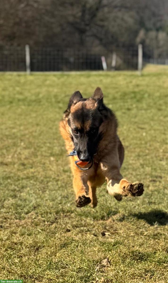 Bild 4: Deutscher Schäferhund, +1,5 Jahr, Hündin mit SKG/SC Ahnentafel