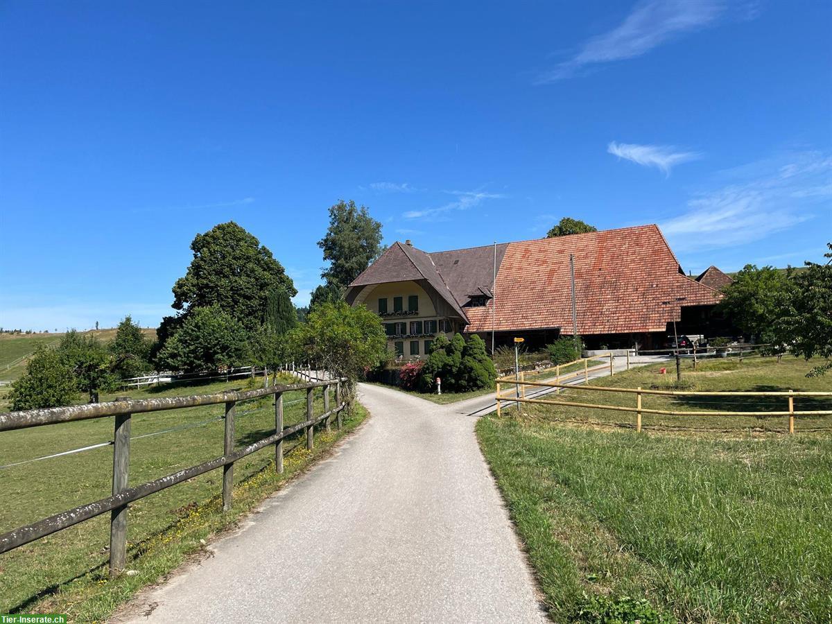 Auslaufboxe frei in Grünenmatt im Emmental