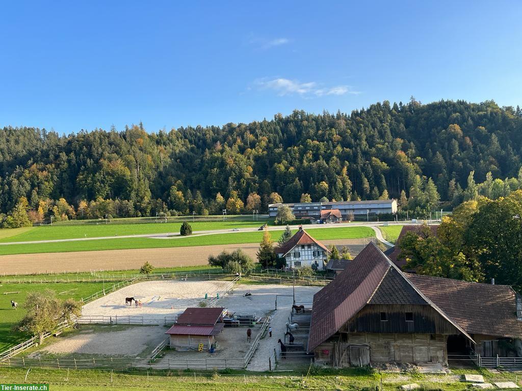 Bild 2: Auslaufboxe frei in Grünenmatt im Emmental