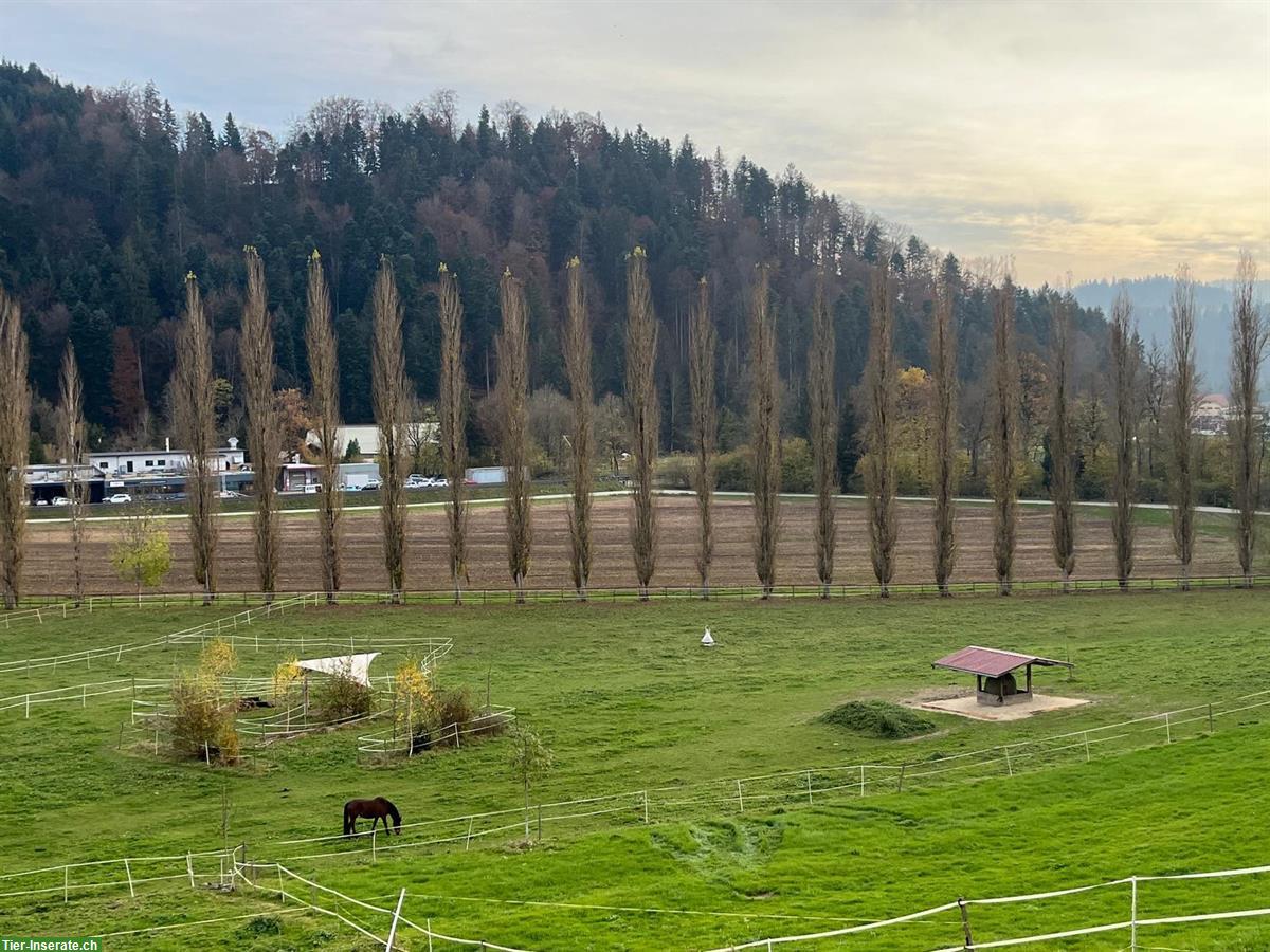 Bild 3: Auslaufboxe frei in Grünenmatt im Emmental