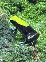 Mantella laevigata Buntfrosch Nachzuchten