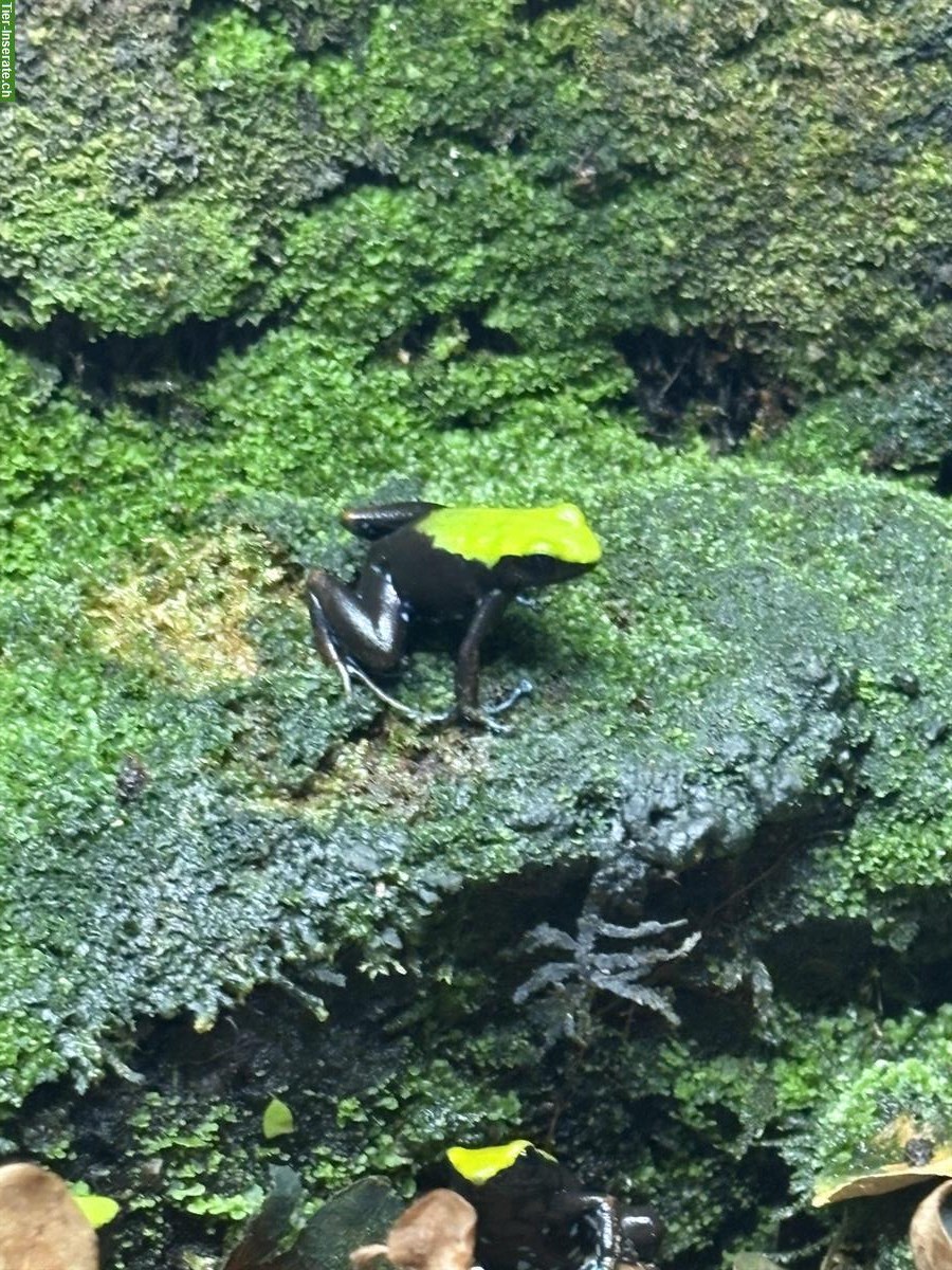 Bild 2: Mantella laevigata Buntfrosch Nachzuchten