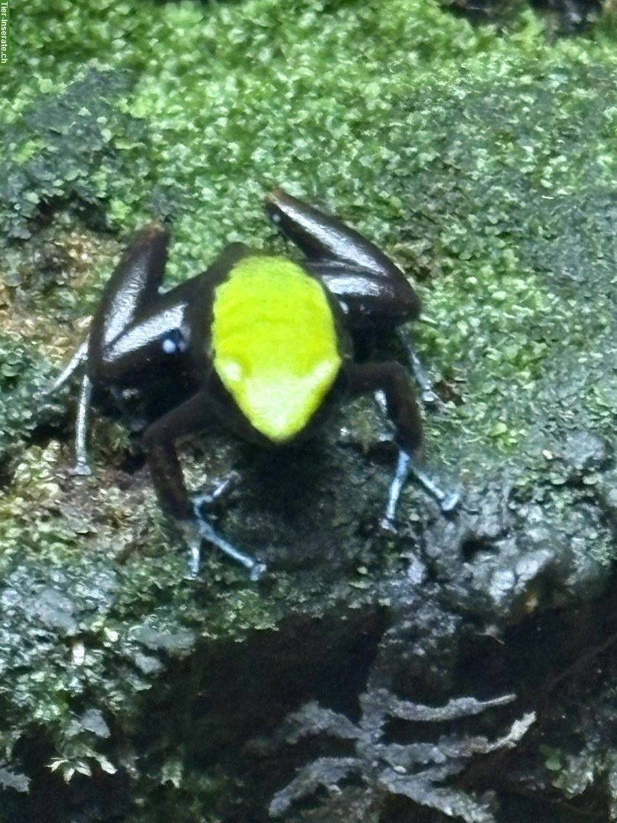 Bild 3: Mantella laevigata Buntfrosch Nachzuchten