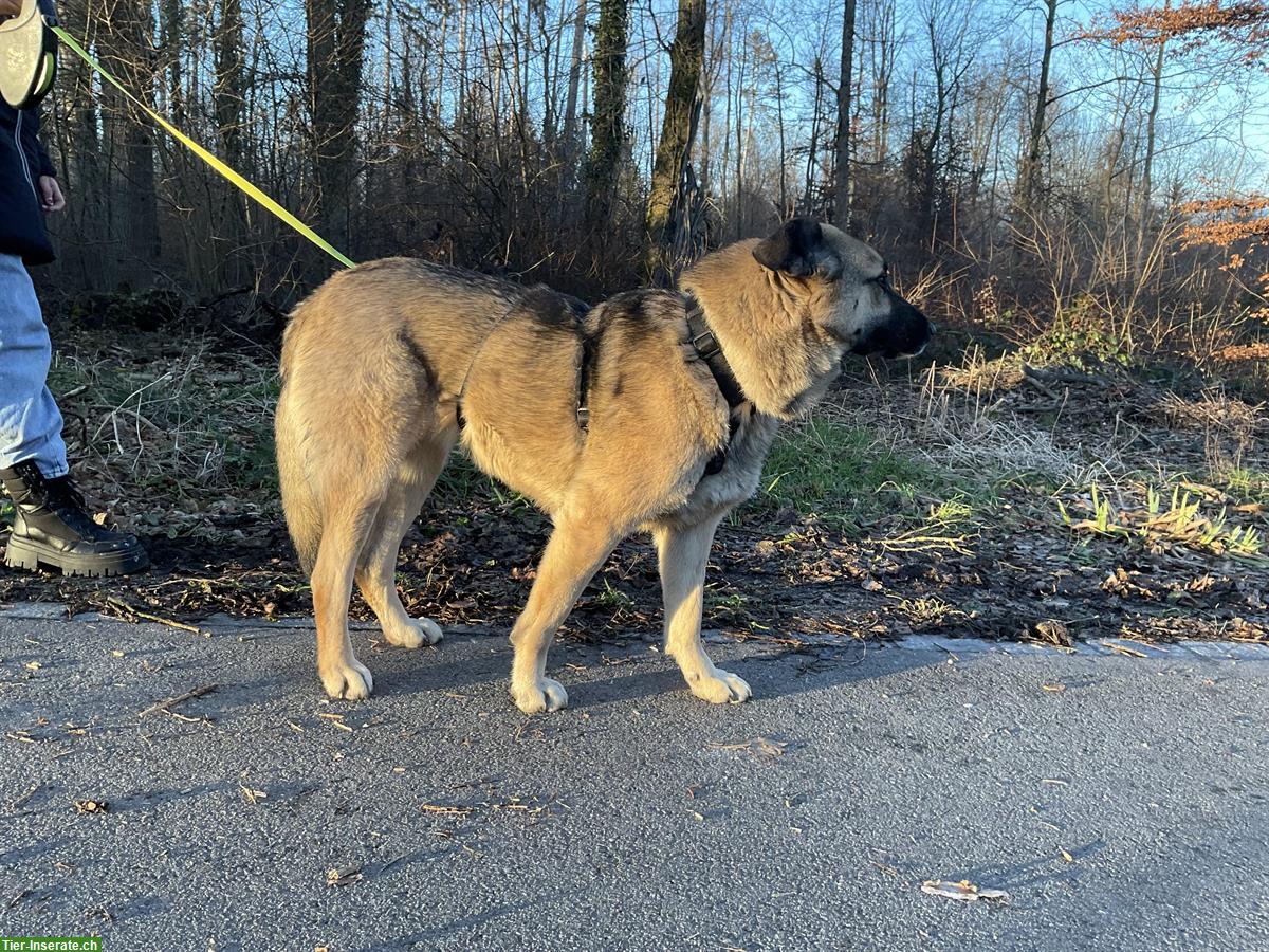 Bild 3: Merla, Schäfermix Hündin, lieb und verschmust