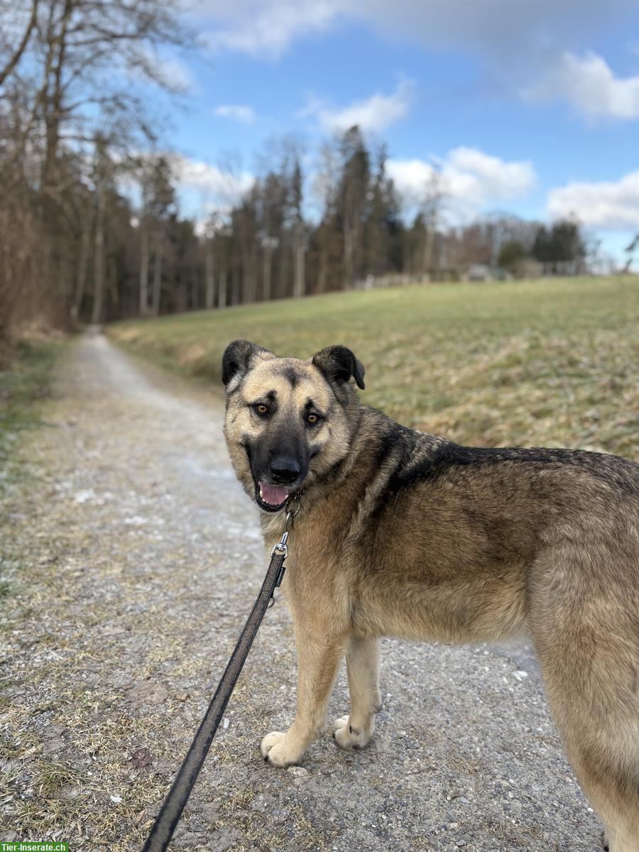 Bild 5: Merla, Schäfermix Hündin, lieb und verschmust