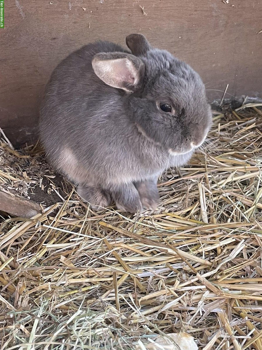 Zwergkaninchen Weibchen abzugeben